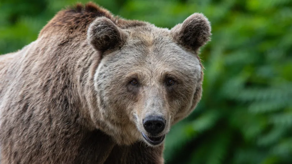 Different types of bears, and how to stay safe around one