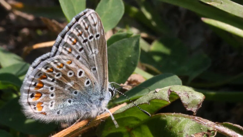 North America's most endangered animals