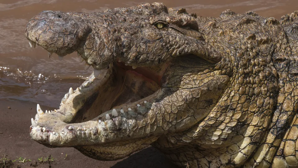 Les mangeurs d'hommes les plus dangereux au monde