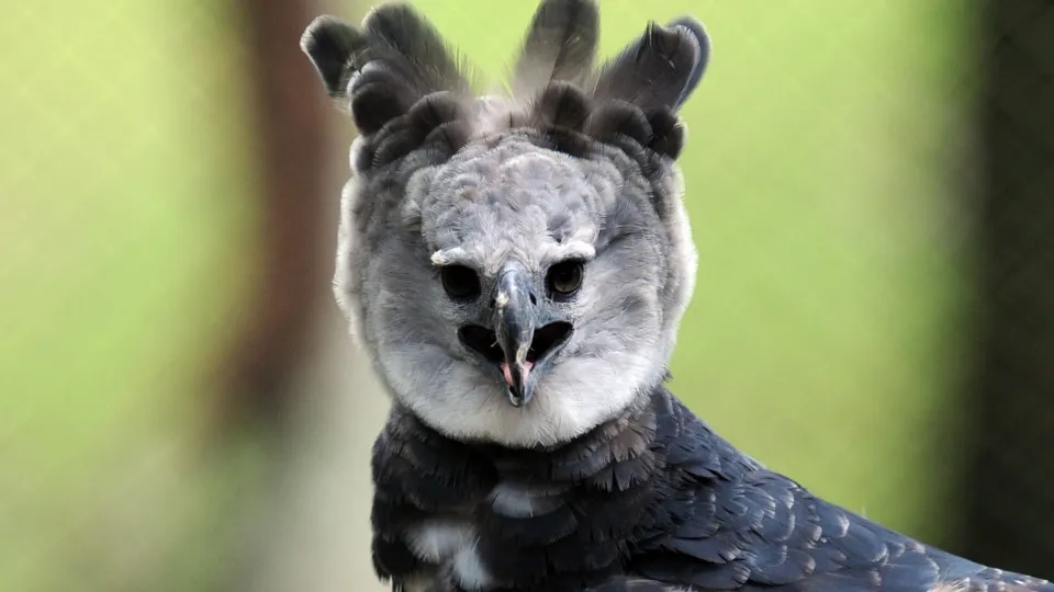 Die 10 gefährlichsten Vögel des Tierreichs