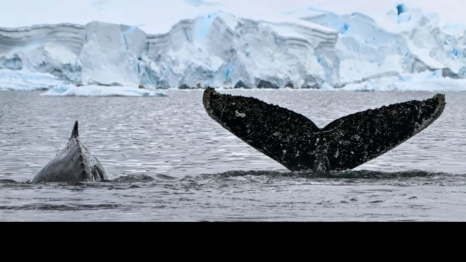 Quand les baleines font avancer la lutte contre le cancer et les AVC