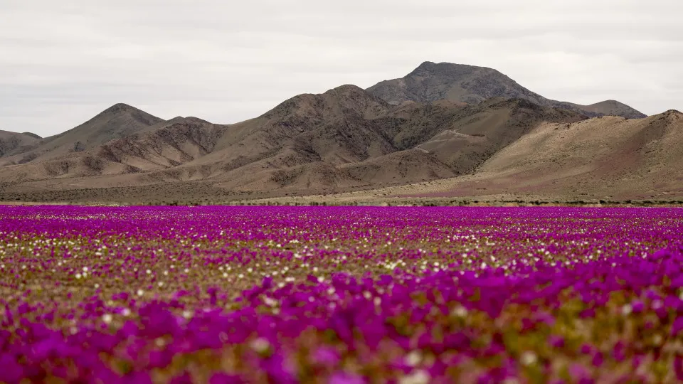 Rare wildflower bloom transforms the world’s driest desert