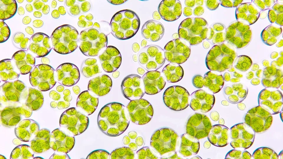 What would happen if there was no phytoplankton?