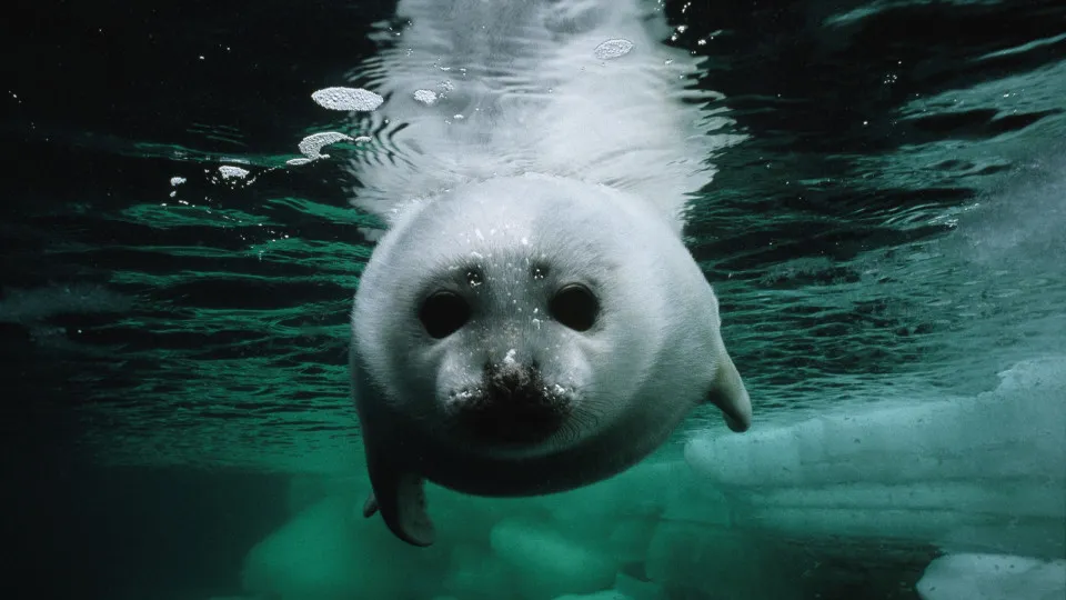 Arctic seals near extinction, global bird population in decline