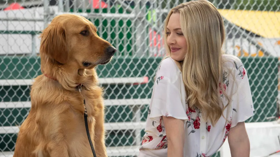 愛犬と一緒に観たい最高の映画30選
