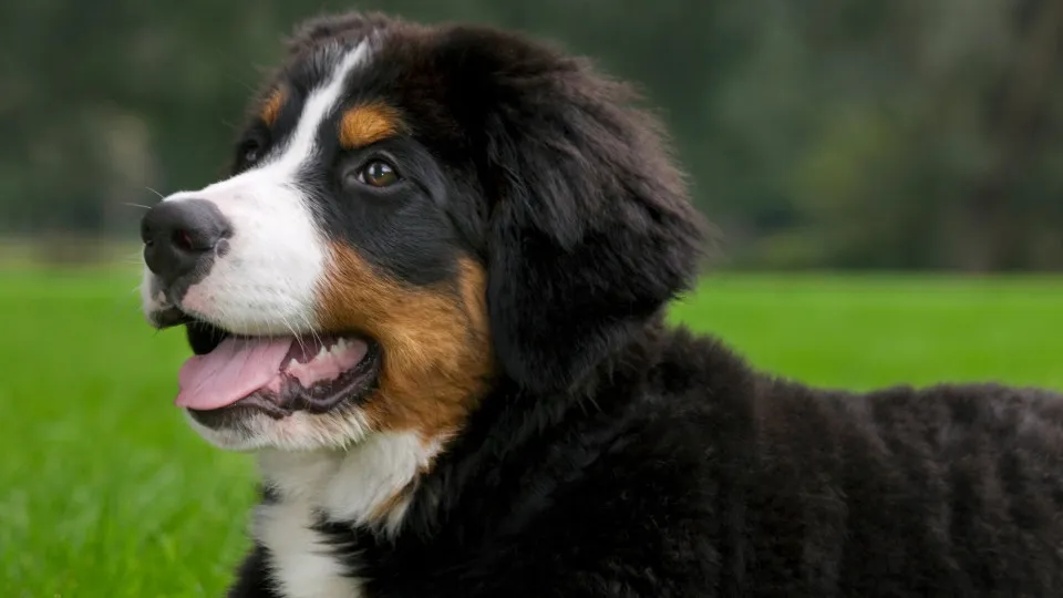 Ranking the cutest dog breeds