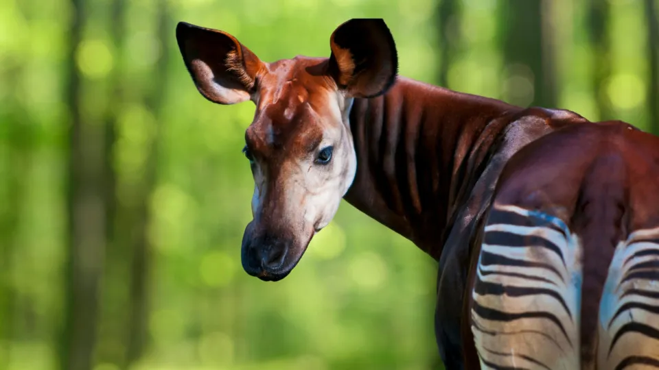 The life of okapi and other solitary animals