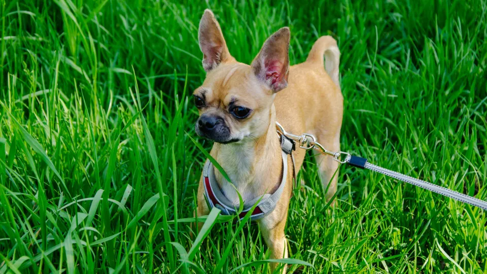 Razas de mascotas con menos necesidades veterinarias: una opción económica