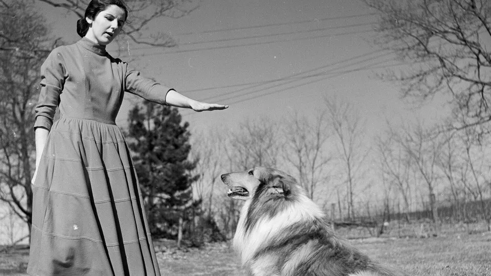 The easiest dog breeds to train