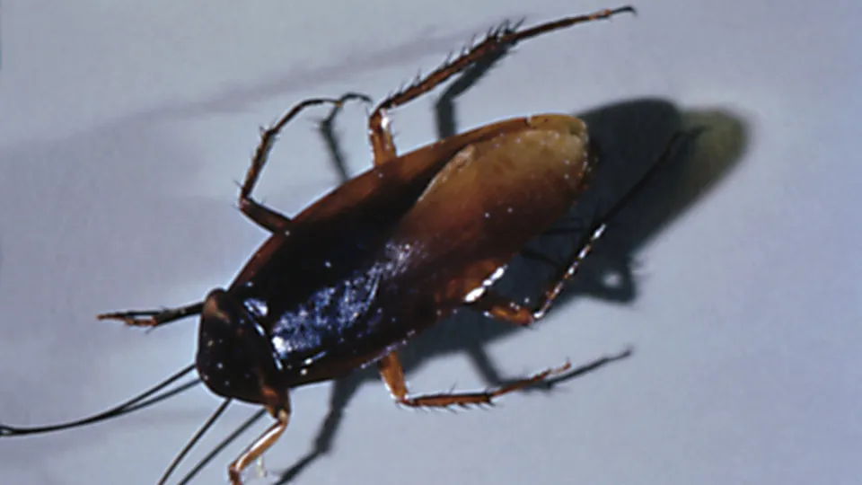 Woman sets apartment on fire over cockroach, killing neighbor
