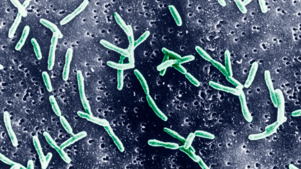 Gastritis 101: symptoms, causes, and how to treat it