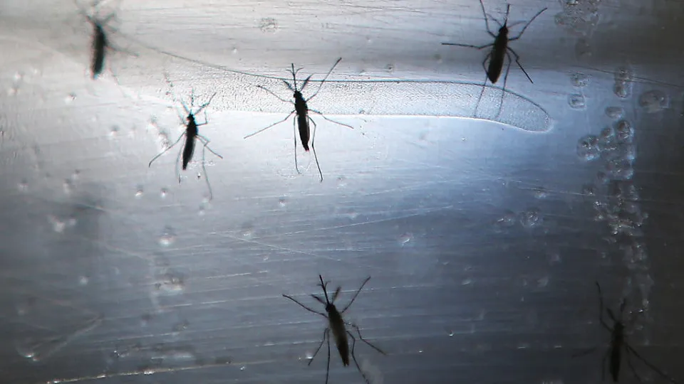 Deadly mosquito species reaches Northern California