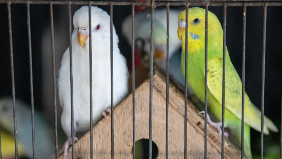 The worst animals to keep as pets