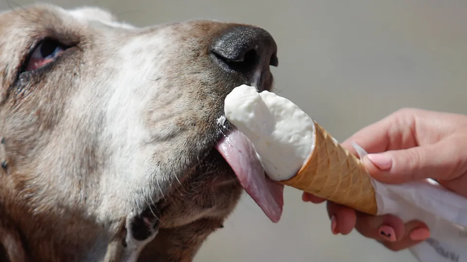 Foods that are poisonous to dogs