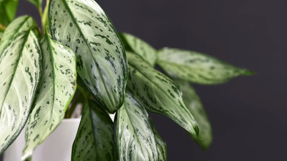 The best house plants to keep your home fresh