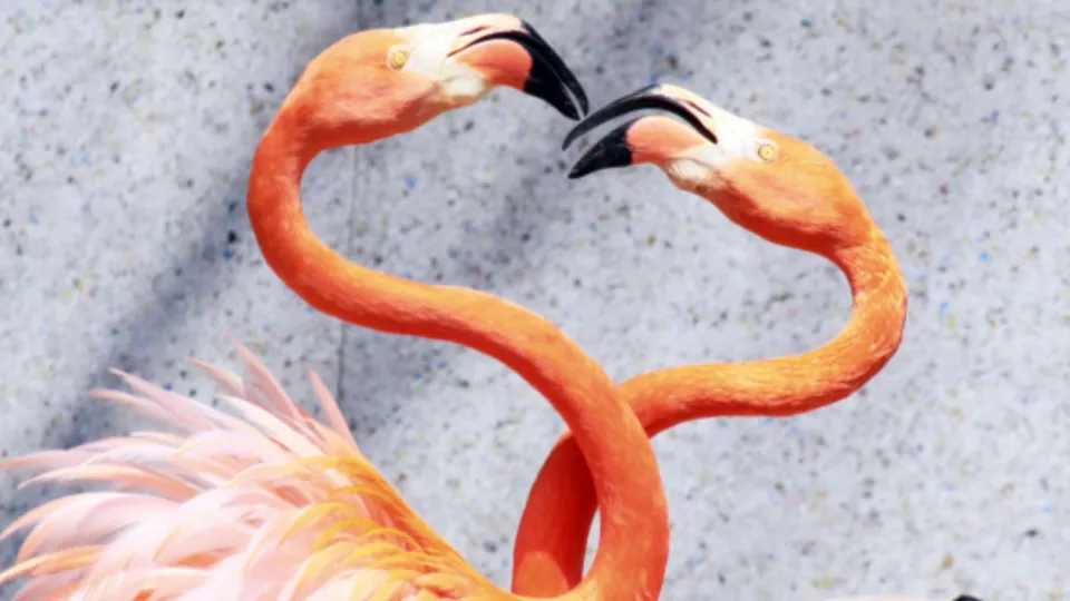 Vakker i rosa – flamingoene i Laguna de Fuente de Piedra