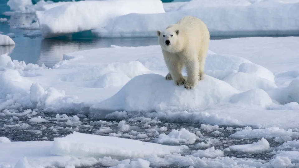 Ice, fur, and paws: fascinating facts about polar bear