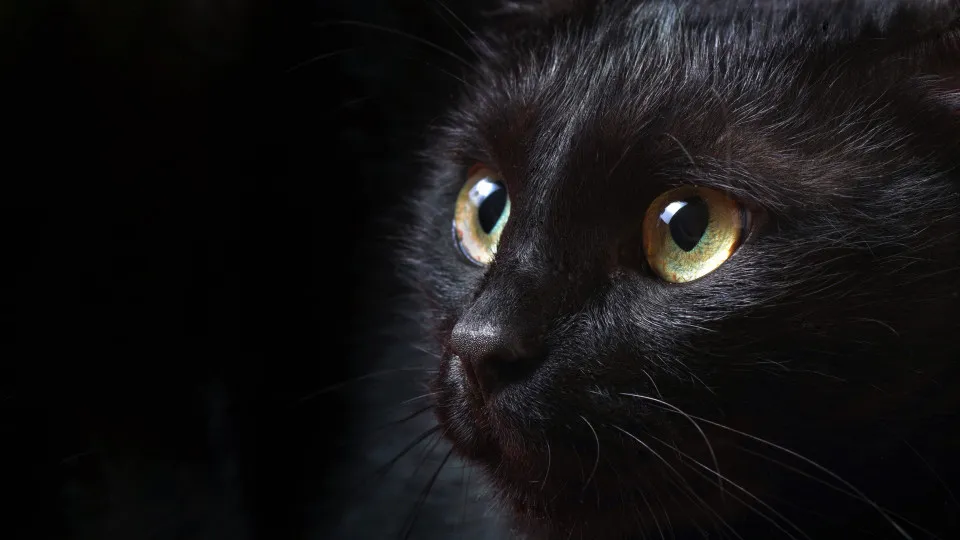Black cats: the truth about your superstitions