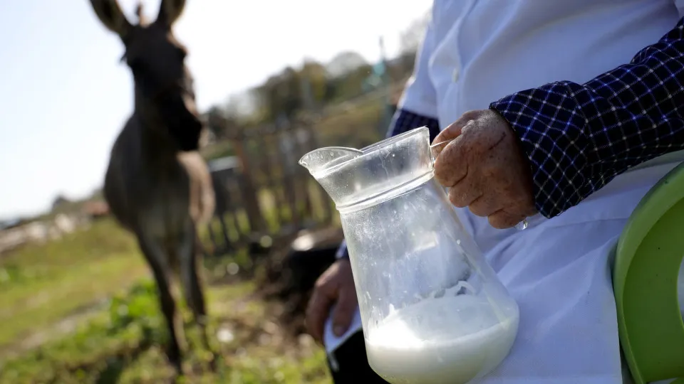 Can donkey milk improve your health?