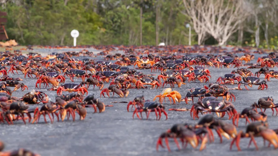 Nature’s greatest parade: when 100 million crabs march to the sea