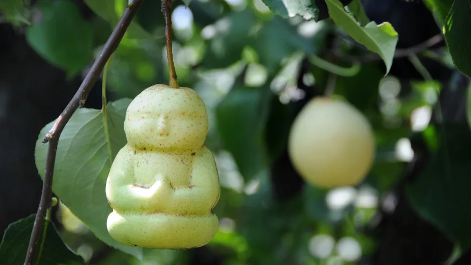 The most expensive fruits in the world