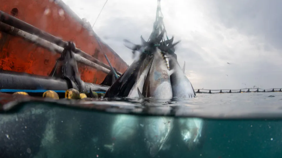 Should we still be eating tuna?