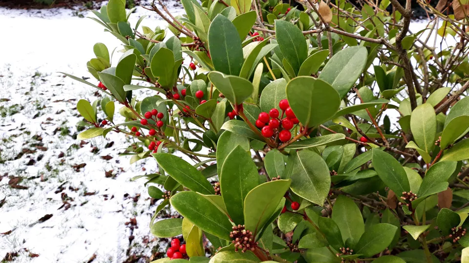 Die besten Winterpflanzen für den Außenbereich