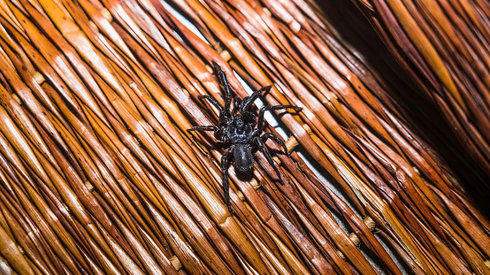 These are the most dangerous creatures on our planet