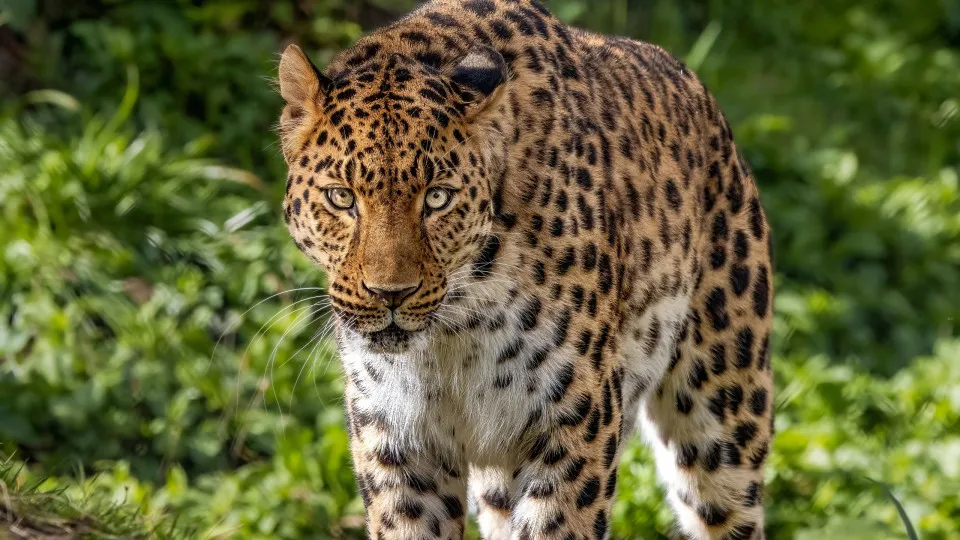 Wildlife species that made a spectacular comeback in 2025