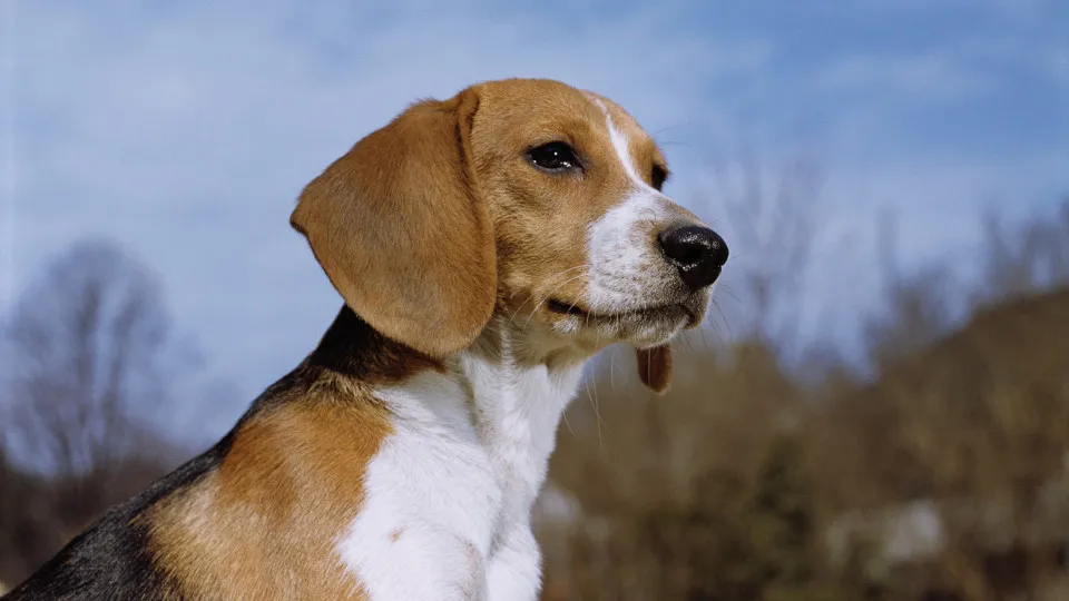 How different dog breeds rank in intelligence