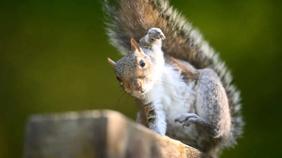 Feelin’ squirrely: Nutty facts about these adorable creatures
