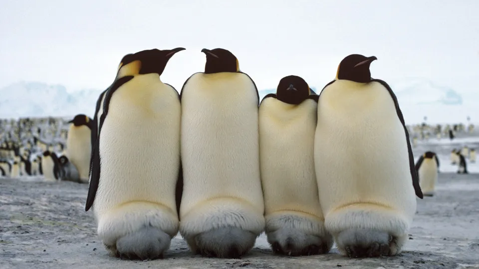 Adaptation geniuses: the incredible animals of the tundra