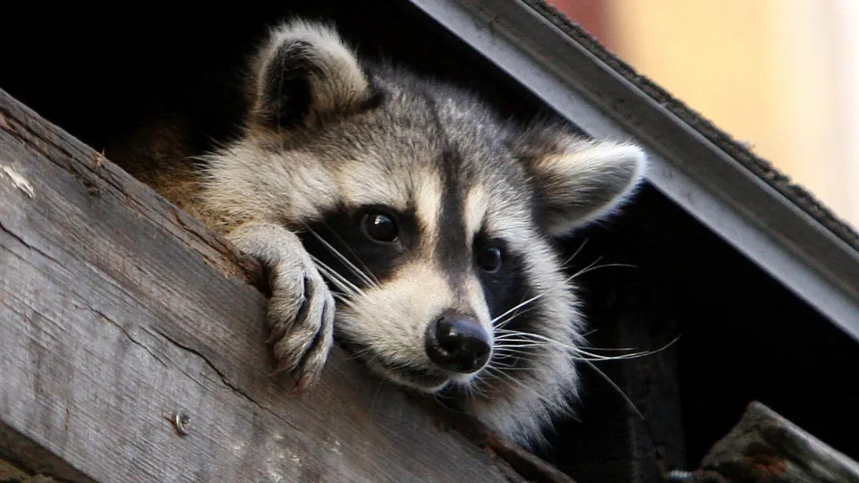 These rambunctious raccoons will instantly make your day better