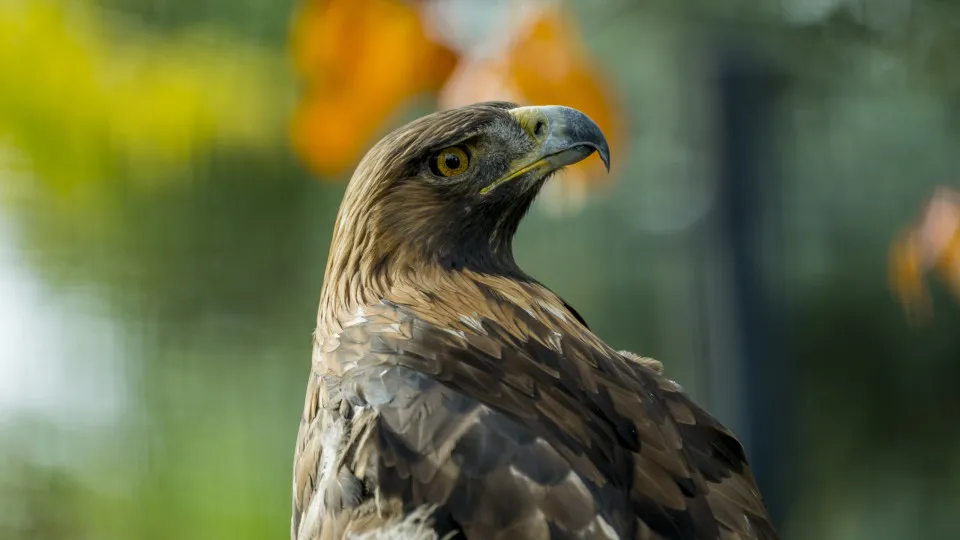Are birds conscious like us?