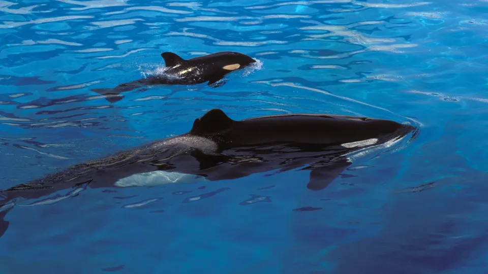 Pregnant pauses: animals with the longest gestation periods