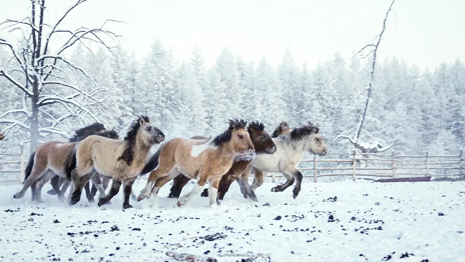 Oymyakon: the coldest inhabited place in the world