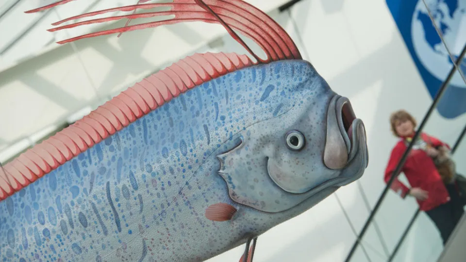 Ricercatori allarmati: avvistamenti di pesci misteriosi