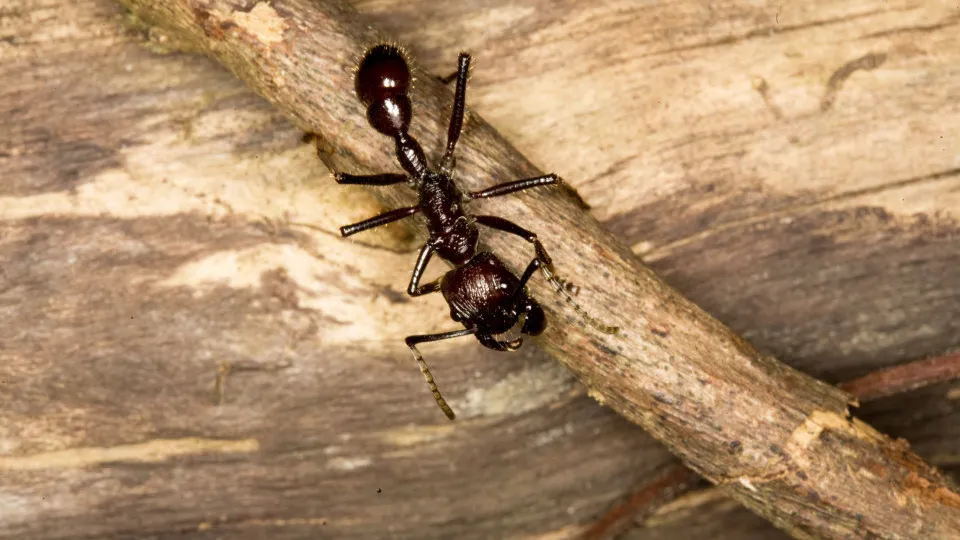 The most painful animal bites and stings humans can experience