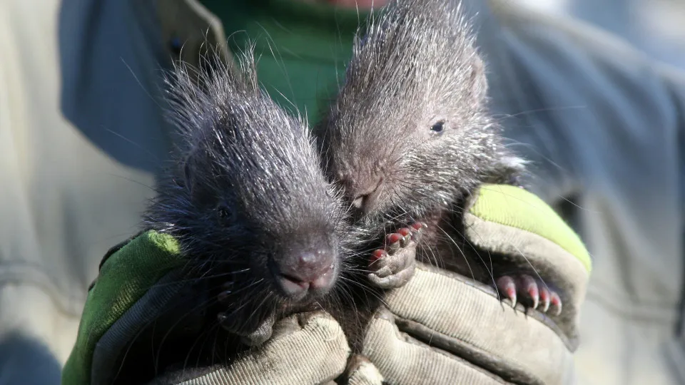 かわいい注意報：あまり知られていない赤ちゃんの頃の動物たち