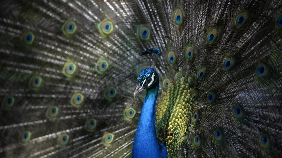 Interesting wildlife facts you might not know