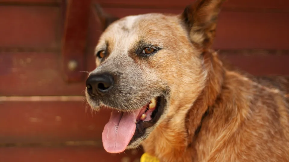 What happens when your dog develops Alzheimer's