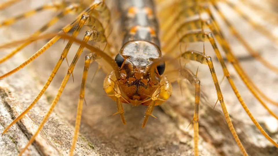 The world's most dangerous insects, arachnids, and other creepy crawlies