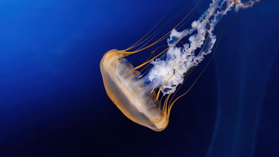 Rare giant phantom jellyfish discovered in the deep sea near Argentina