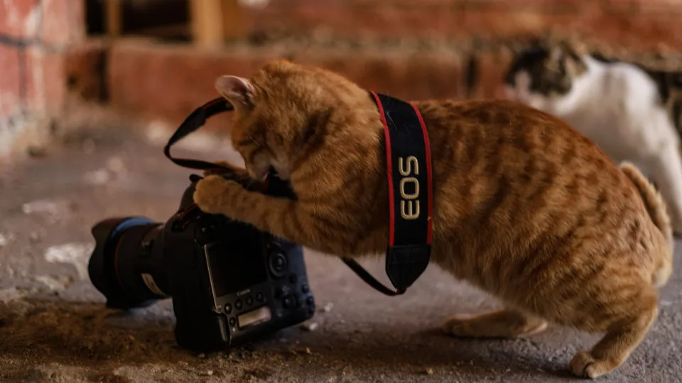 The most playful cat breeds around