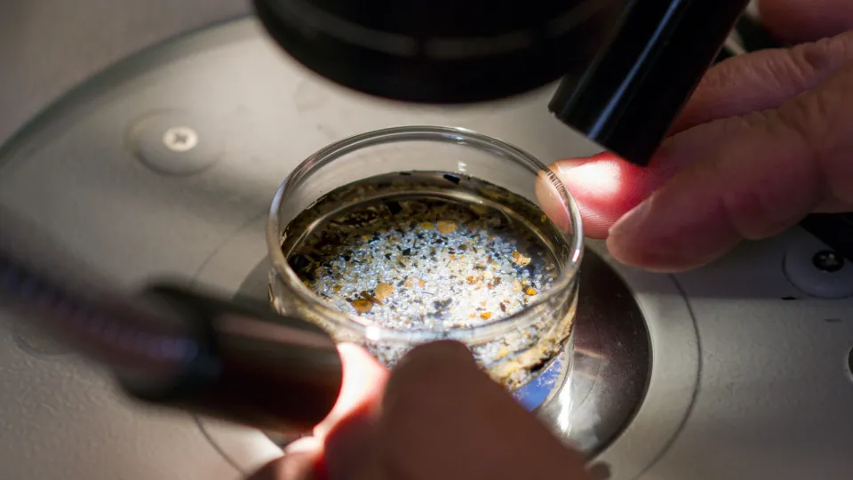 Study finds certain foods may help remove microplastics from the body