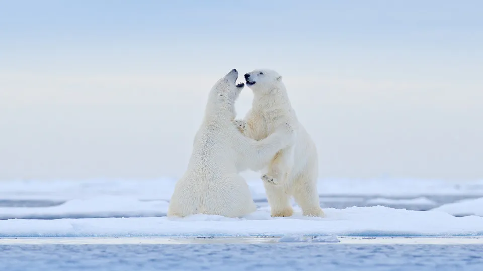 Animals that hunt members of their own species