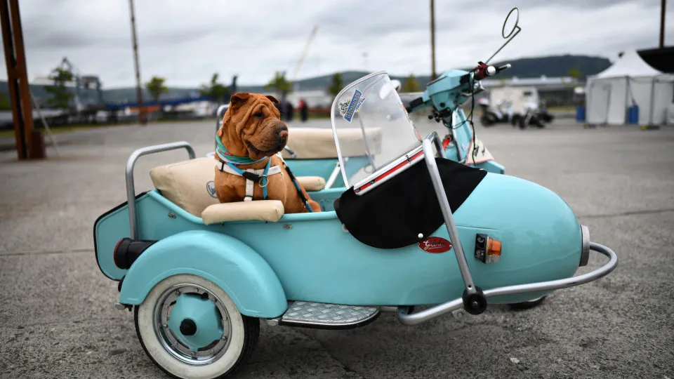 These breeds make the best family dogs