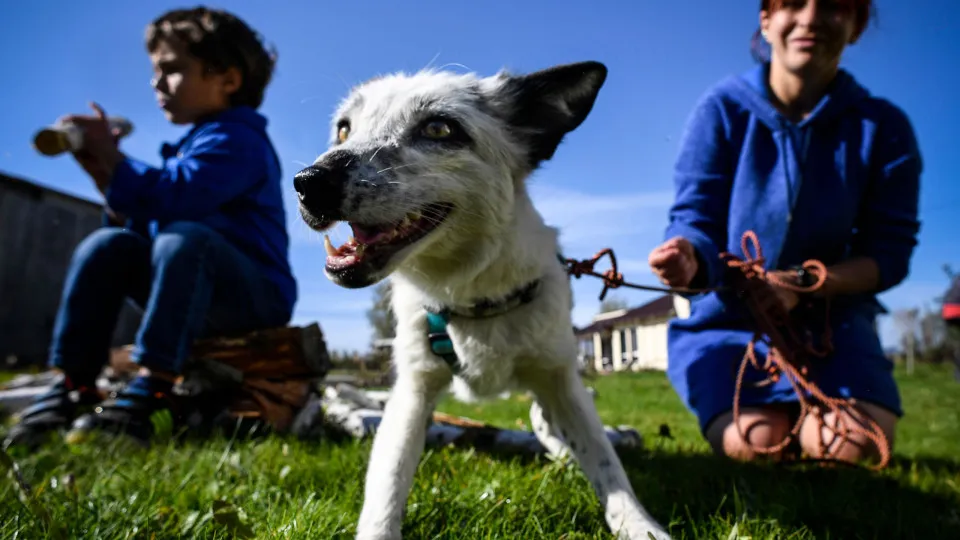 How a Russian scientist turned foxes into dogs