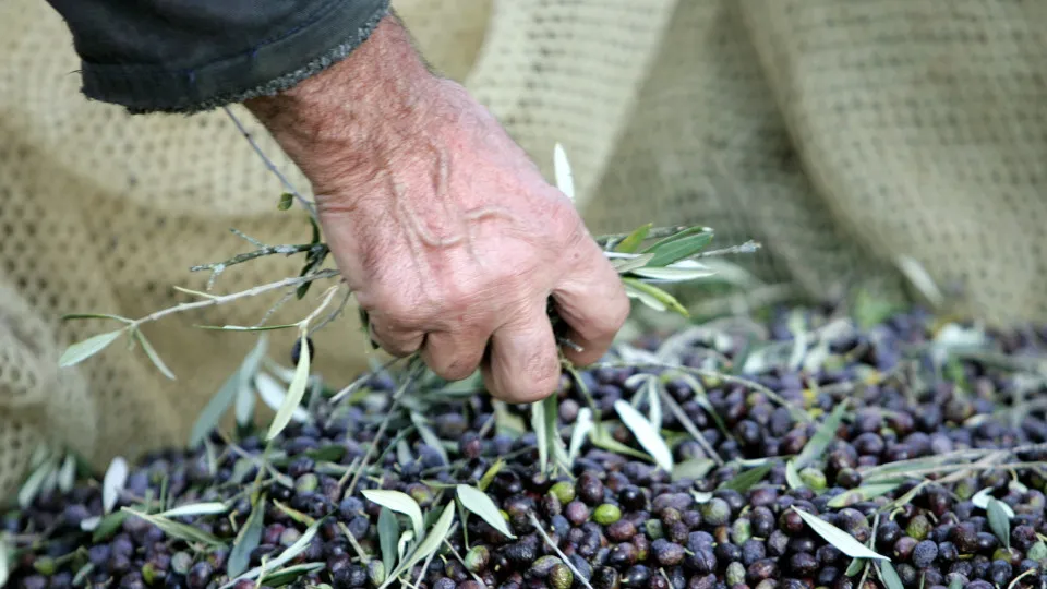 The impressive health benefits of olive leaves