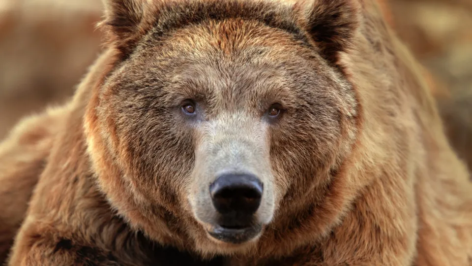 The animal most likely to kill you in each US state